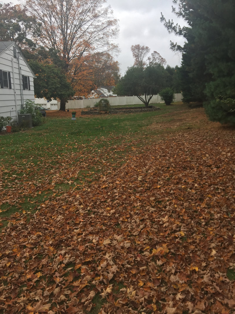 Fall Leaf Cleanup